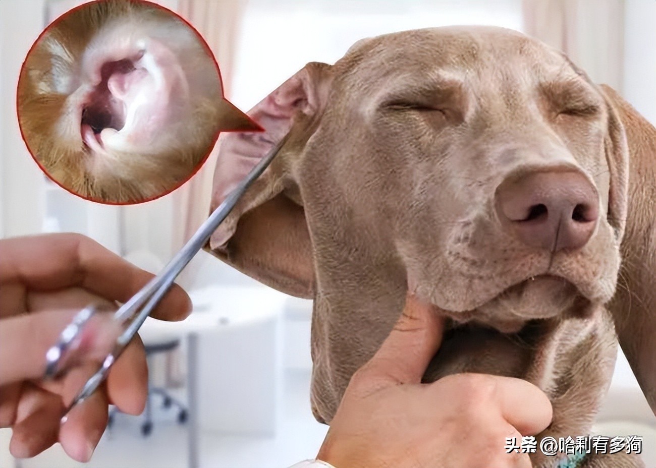 小狗耳朵里有褐色分泌物,小狗耳朵里黑色的东西怎么办