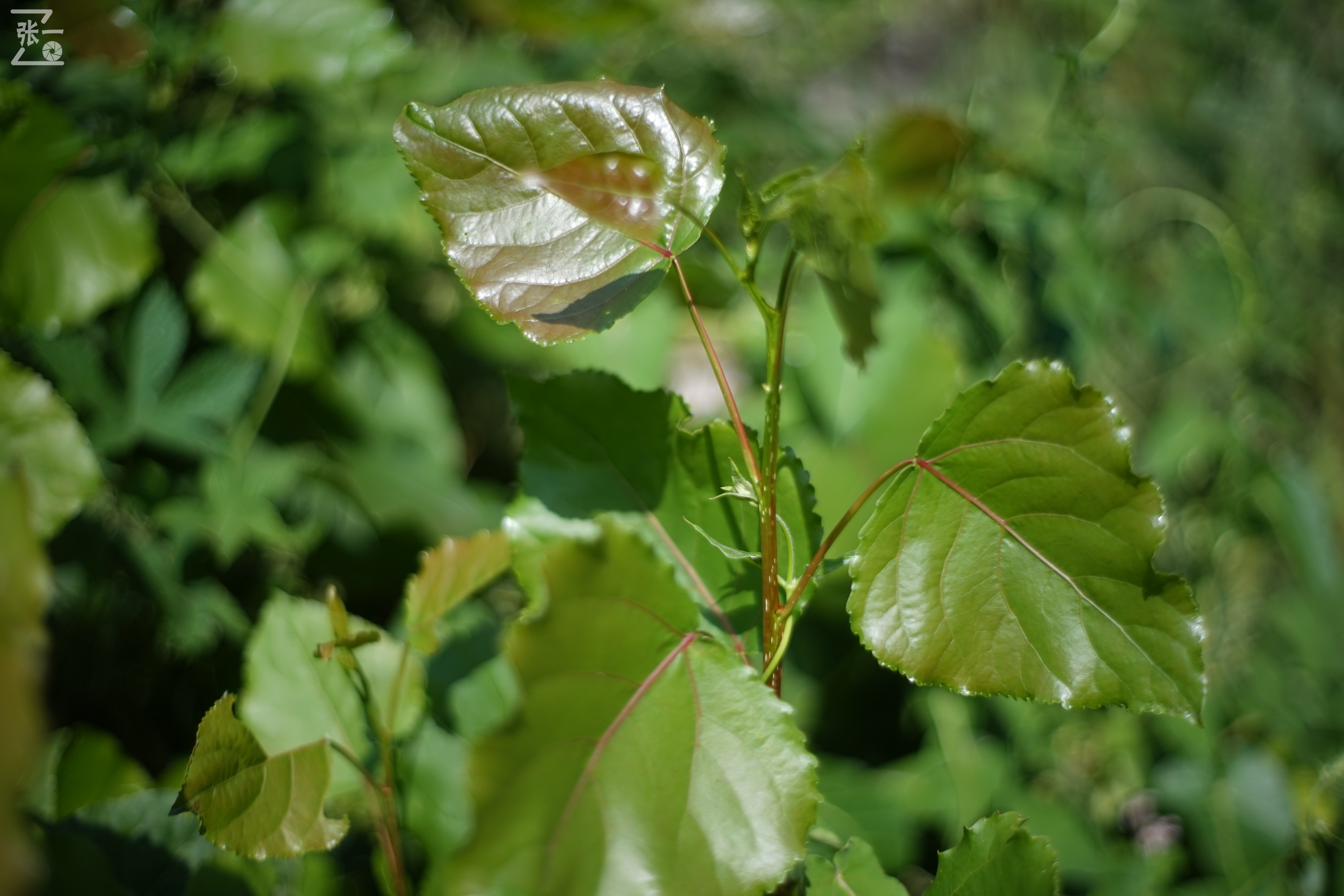 老镜头实拍,老镜头拍北京
