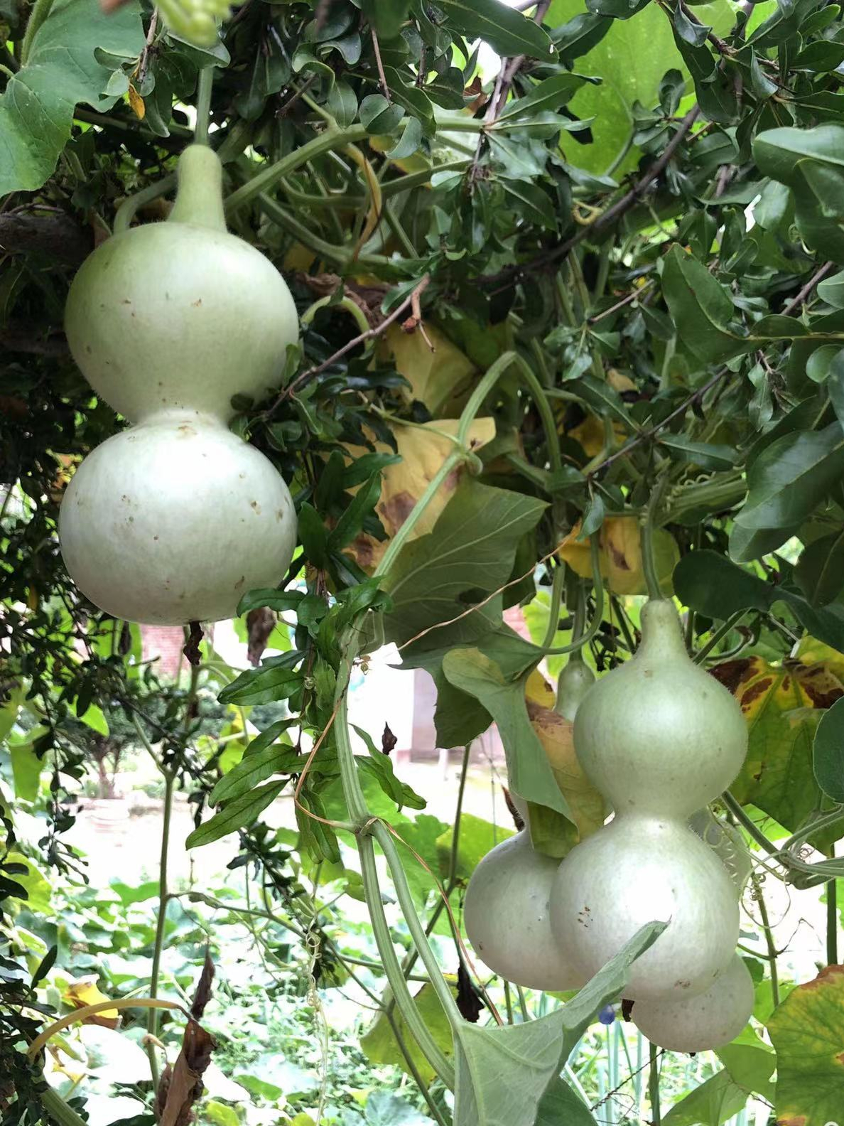 春盼草木发芽，夏盼植物生长