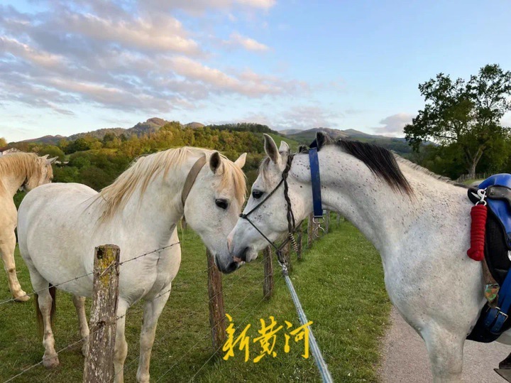 山东小伙骑白马从欧洲走回国,山东小伙骑白马从欧洲回国