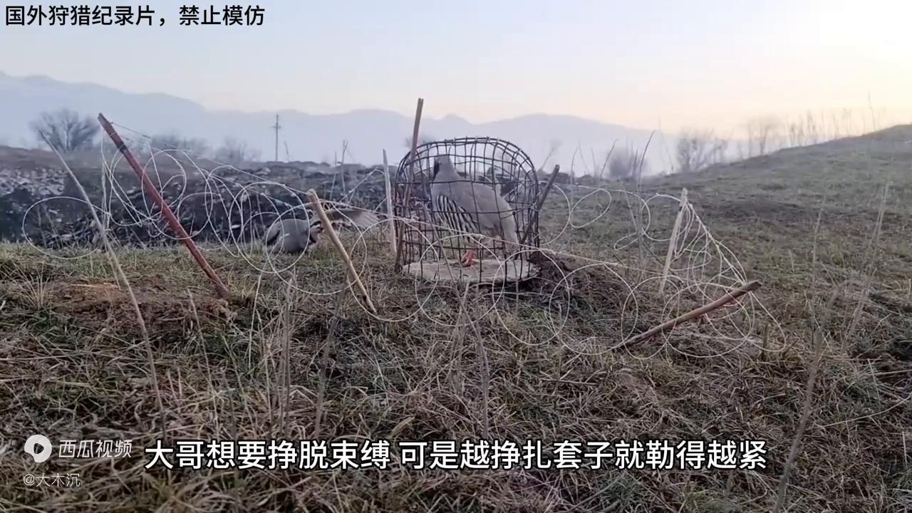 老表用野鸡做诱饵，引来一群野鸡，今晚又可以饱餐一顿了