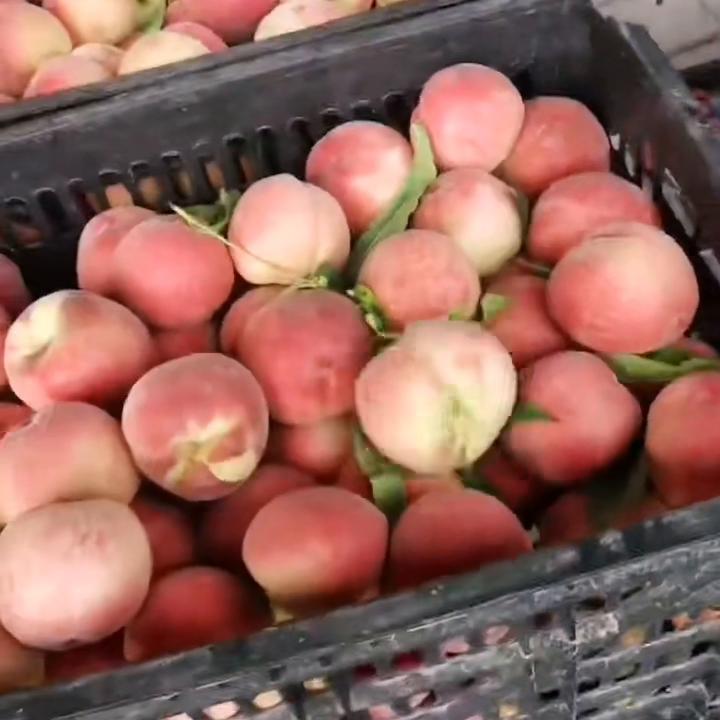 姚松果蔬批发,玉溪姚松水果批发