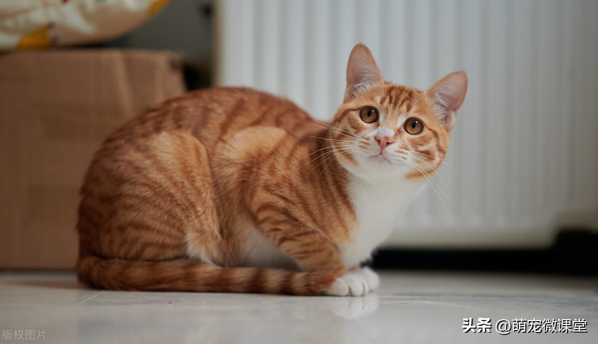 你知道我们生活中最热门、最主流的宠物品种是什么吗？