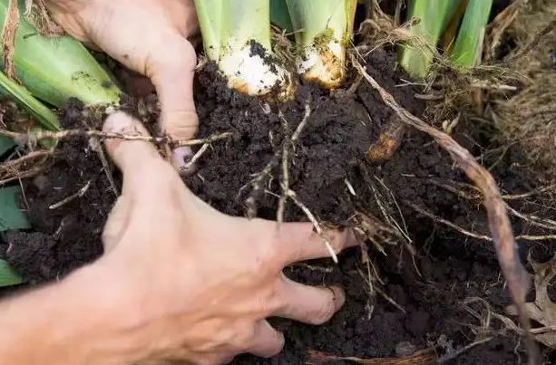 所有的蝴蝶花怎么养,怎样养好蝴蝶花