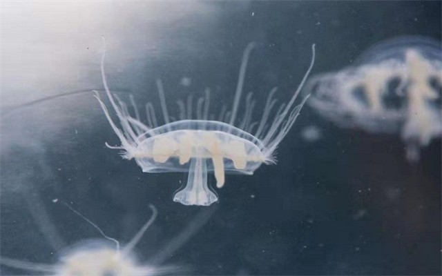 1115潜水事件遇难者,深潭潜水事故记录