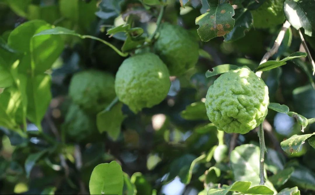 佛手瓜和佛手柑,佛手是佛手柑还是佛手瓜