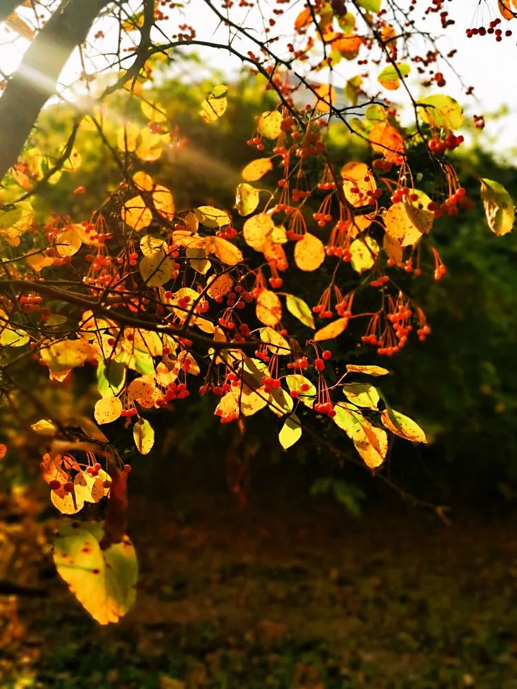 层林尽染的视频号,濮阳医专学历怎么样
