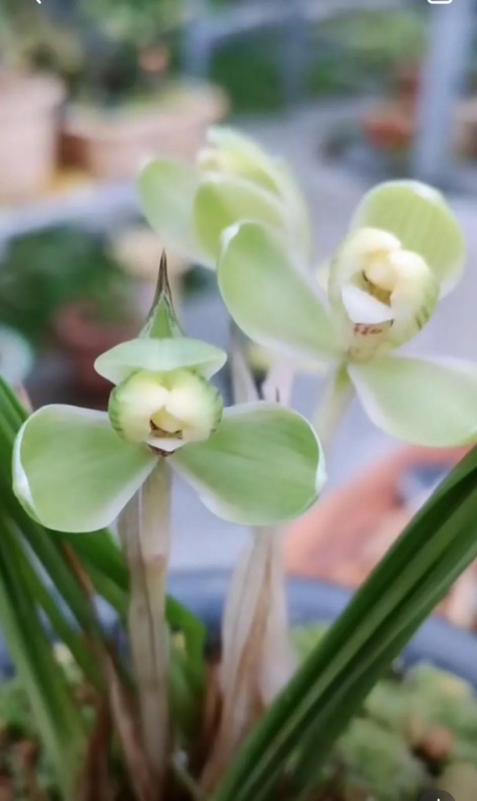 最名贵十种兰花盆景欣赏,名贵野生兰花