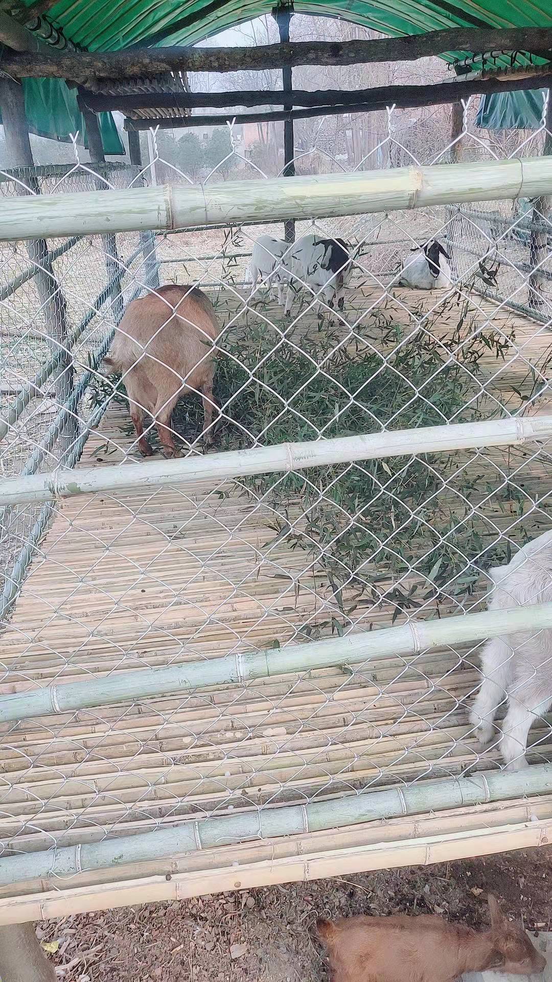 圈养野猪，牛马羊，给大家介绍一种结实不怕撞的围网，效果很不错