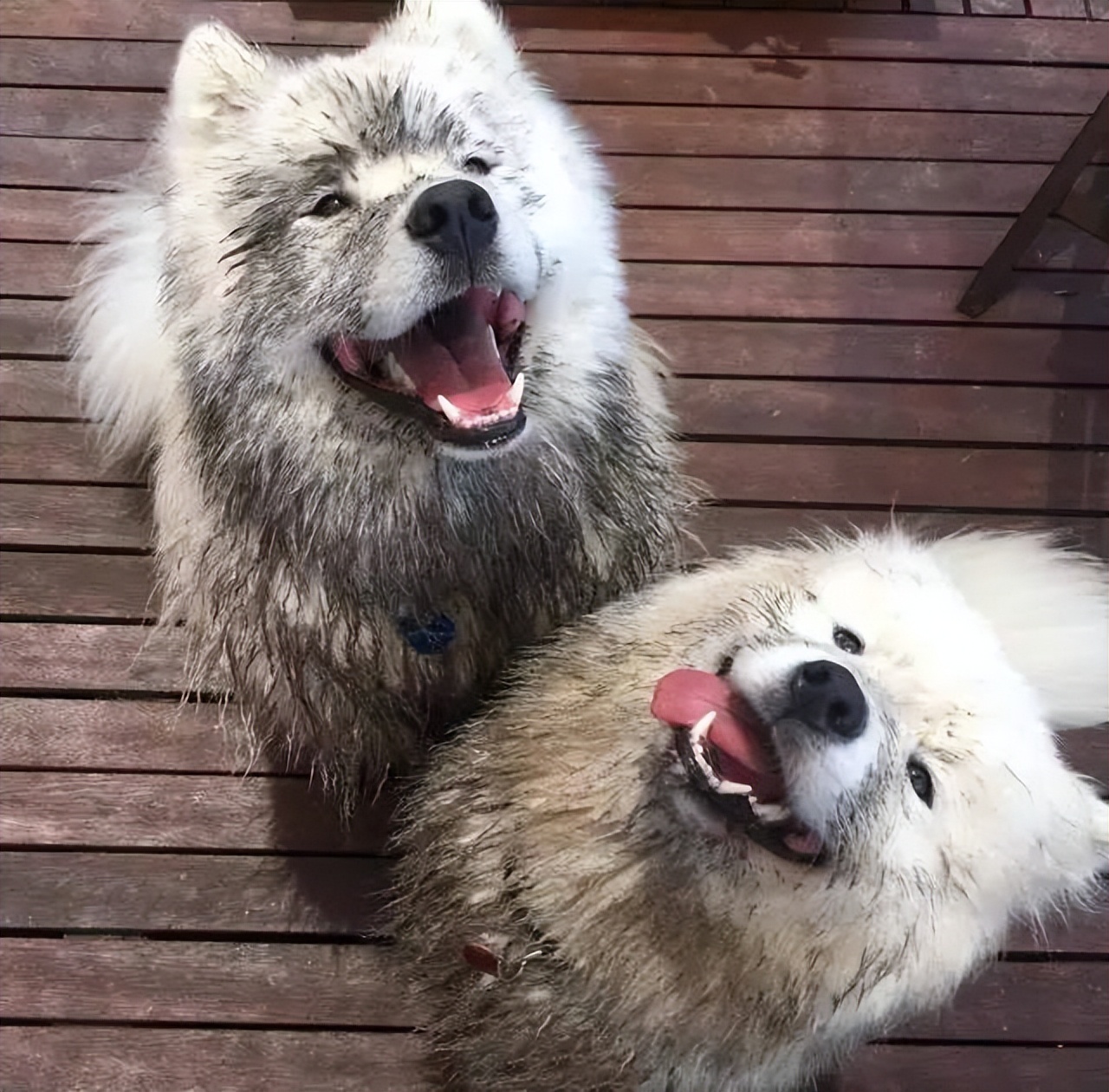 雪橇三傻萨摩耶好品种要多少钱,雪橇三傻萨摩耶用不用拉雪橇