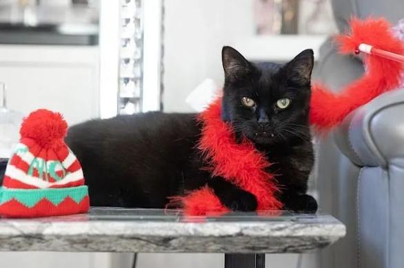 他们收养黑猫后，半年中了百万英镑？谁再说黑猫不吉利！