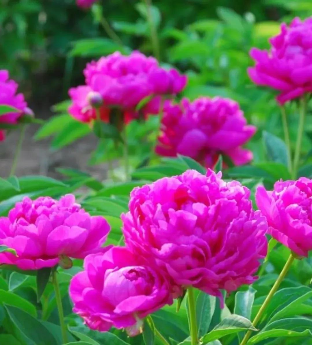 怎样能让自己变成没心没肺的人,不想变成父母那样的人怎么做