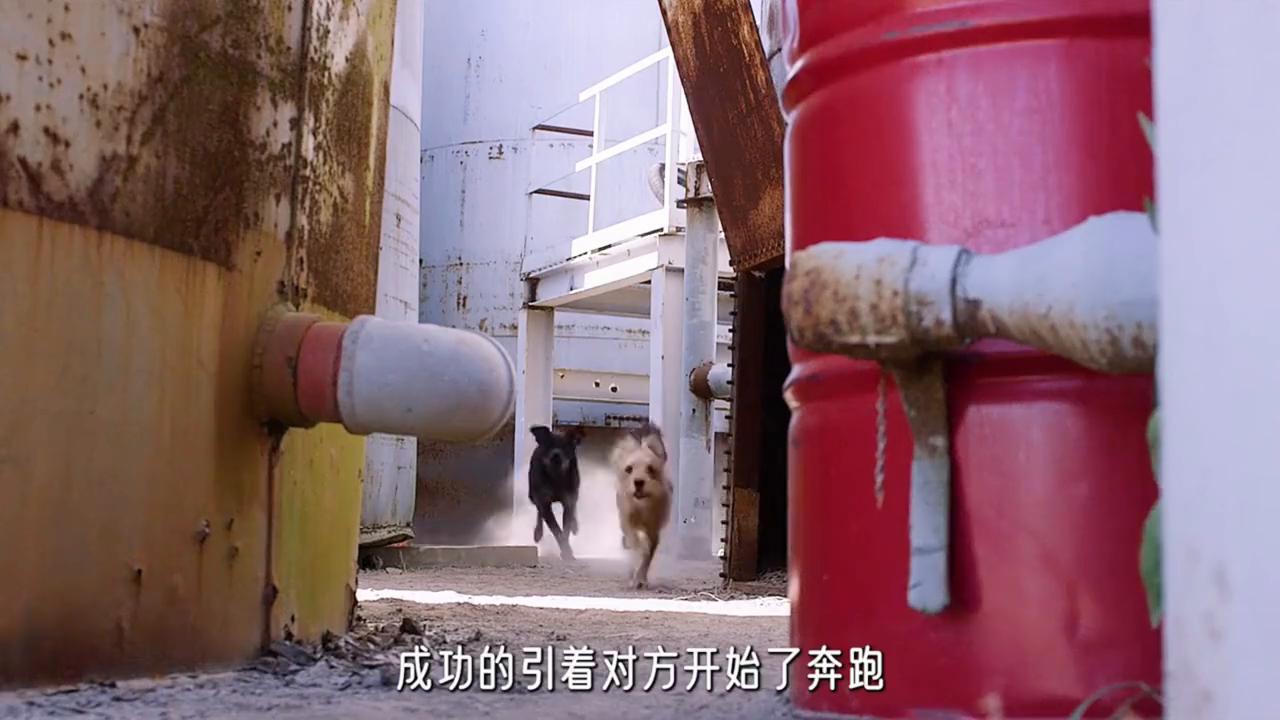 神探狗笨吉剪辑,神探狗笨吉