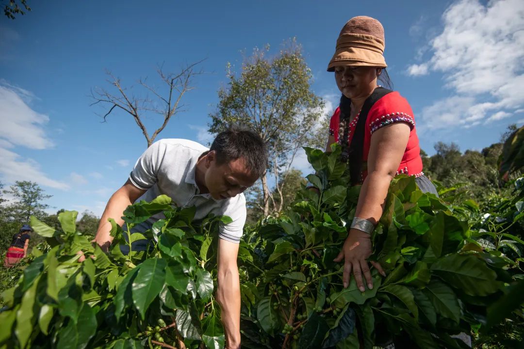 星巴克用云南味道，写满了十年的彼此成就