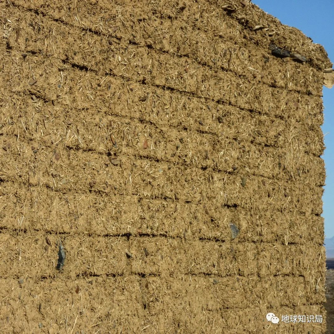 泰国米，从小吃到大|地球知识局