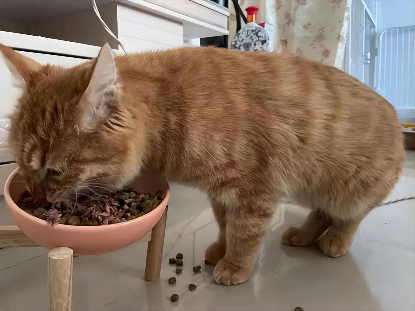 橘猫为什么一直粘着你,橘猫喜欢主人有哪几种表现