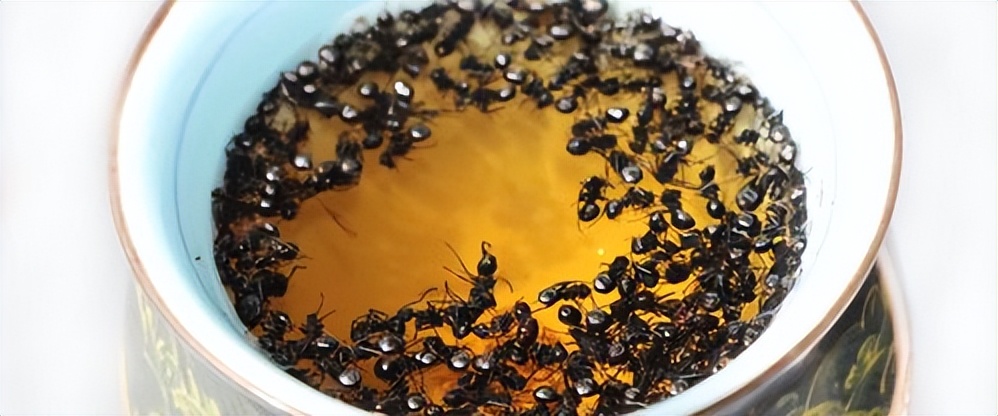 抚顺王奉友最新视频,抚顺黑枭蚁力神