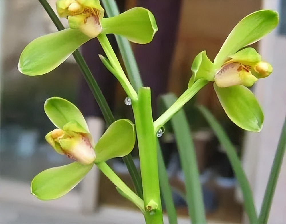 新手盆栽兰花最好选择哪些品种,适合家养的兰花品种有哪些盆栽