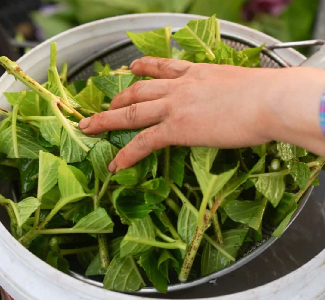 春天种的花花草草,9种花掐根枝就能活不用管就爆盆