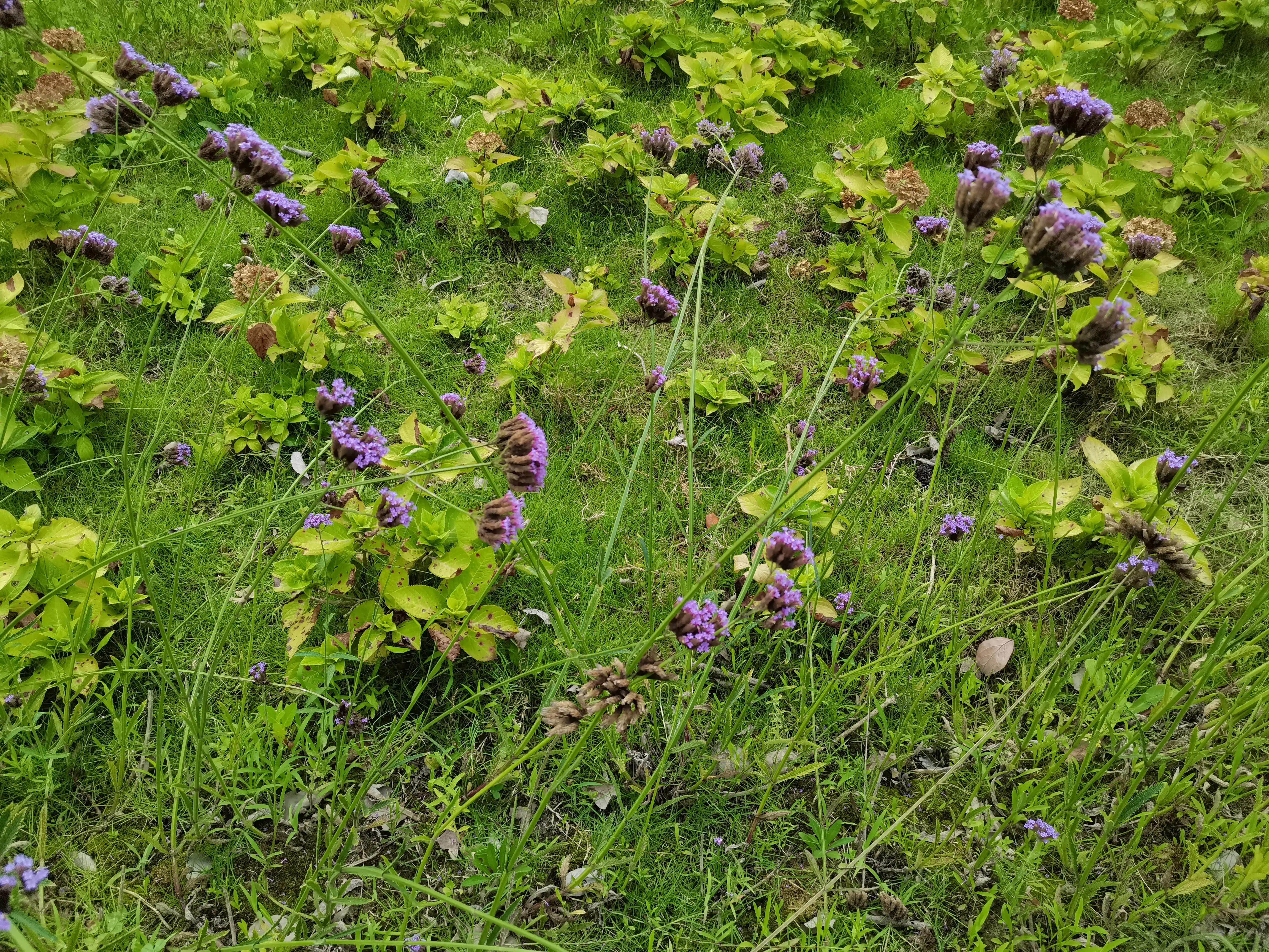 成都环境比较好的区域,成都的城市环境