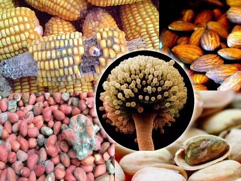 喝普洱茶相当于自杀?一口相当于闷了5亿霉菌?到底还能不能喝