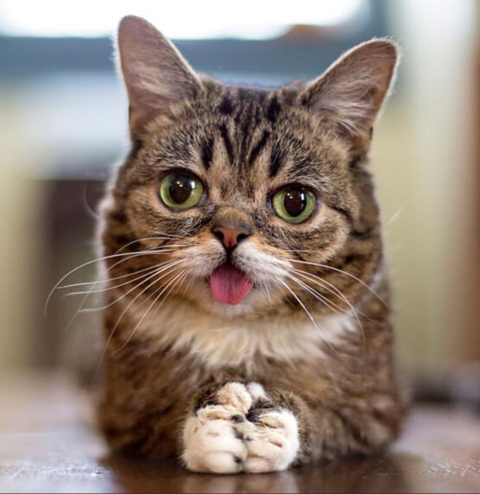 六个月的猫便秘怎么刺激猫排便,猫多久拉稀