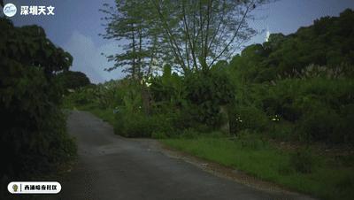 深圳西涌迎萤火虫观赏季,西涌萤火虫在哪个地方
