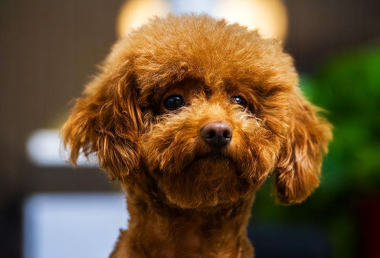 泰迪肚子里有虫子有什么症状,泰迪狗身上的虫子是什么虫