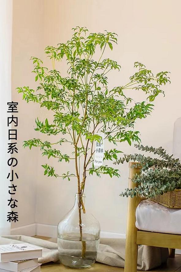 那些网红造假的后果 (造假的网红是真的吗)