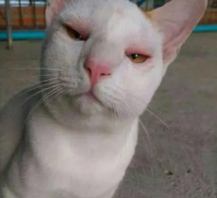 当猫猫被蜜蜂蛰了一下后,当蜜蜂蛰到狗头