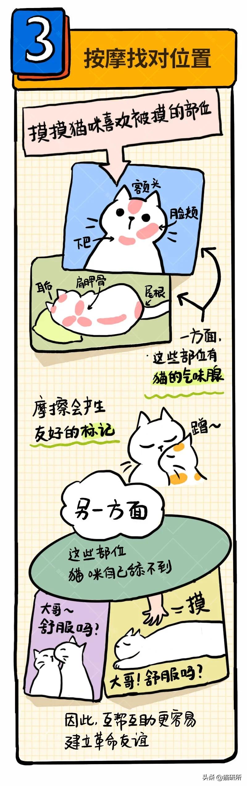 6个哄猫咪开心的小技巧，包教包会