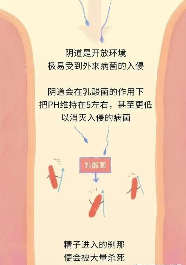 精子在人体24小时经历了什么,精子在人体24个小时都经历了什么