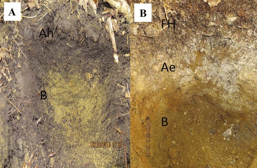 达尔文提出生物进化是什么结果,达尔文改变了世界