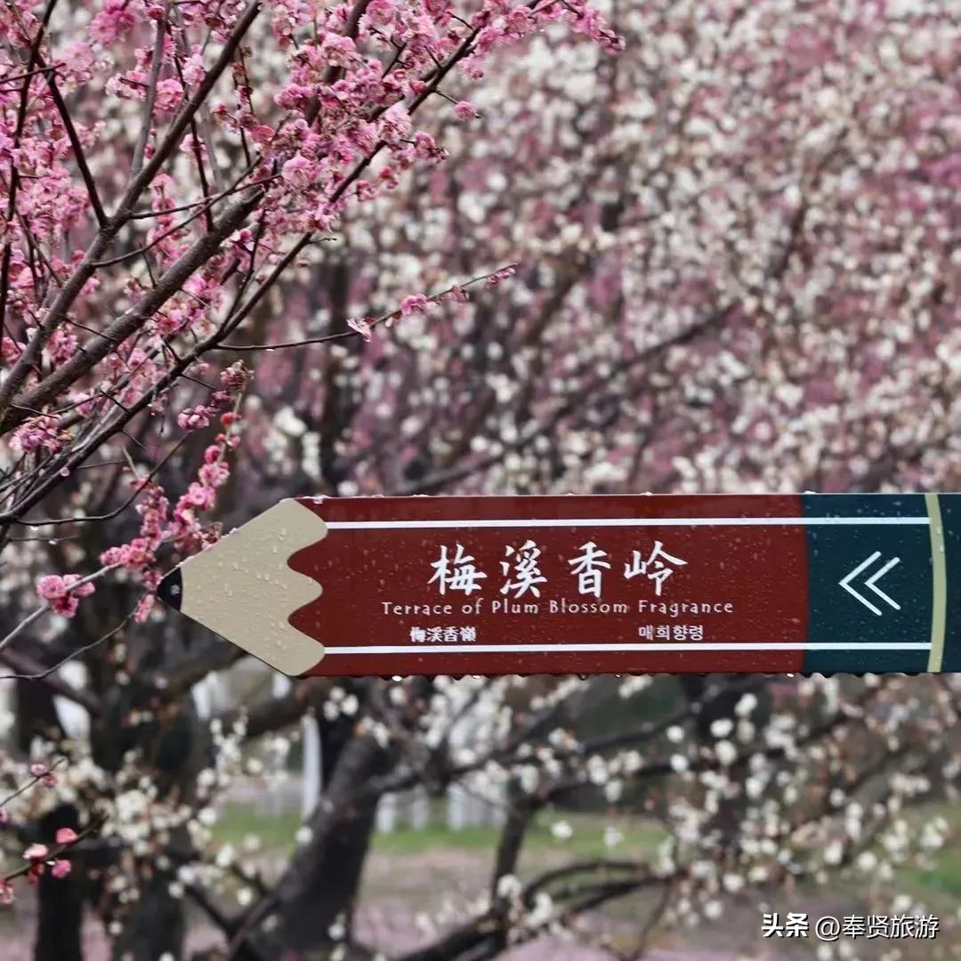 赏梅胜地梅园,赏梅好时节