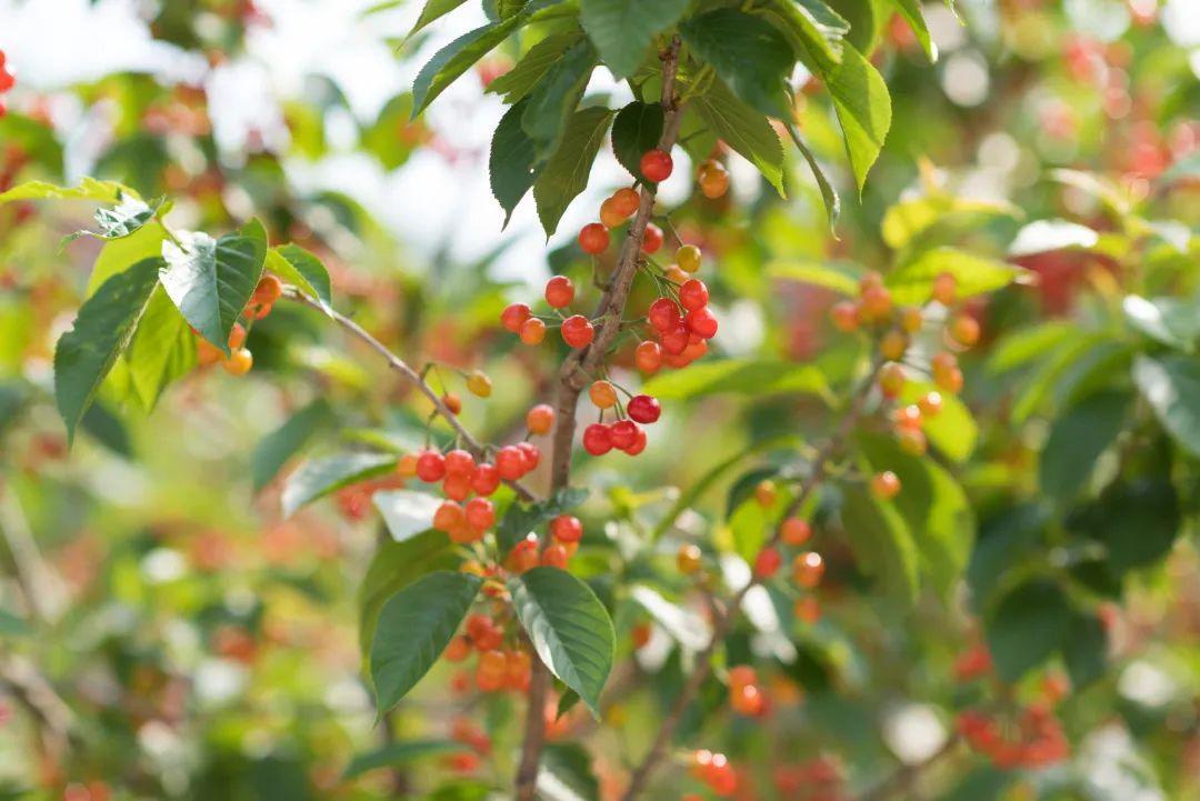 青岛在哪摘樱桃,青岛摘樱桃的好去处