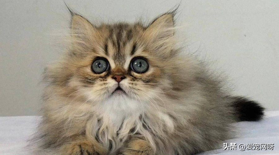 猫咪品种大全及图片,猫咪品种大全视频