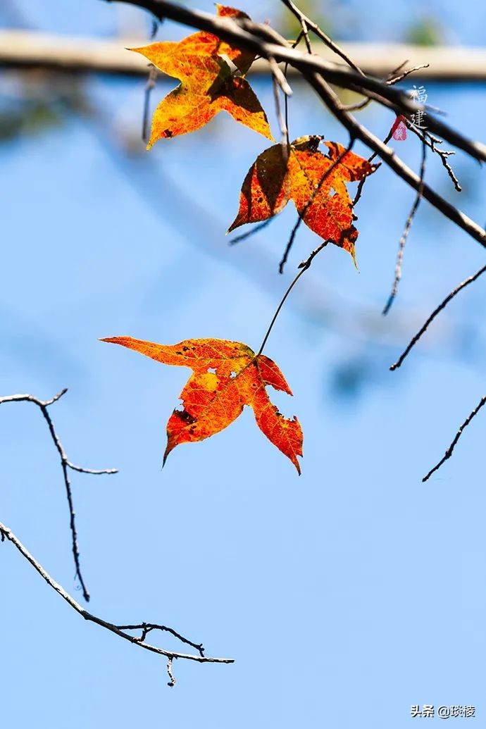 一座鲜为人知的公园,最冷门的森林公园