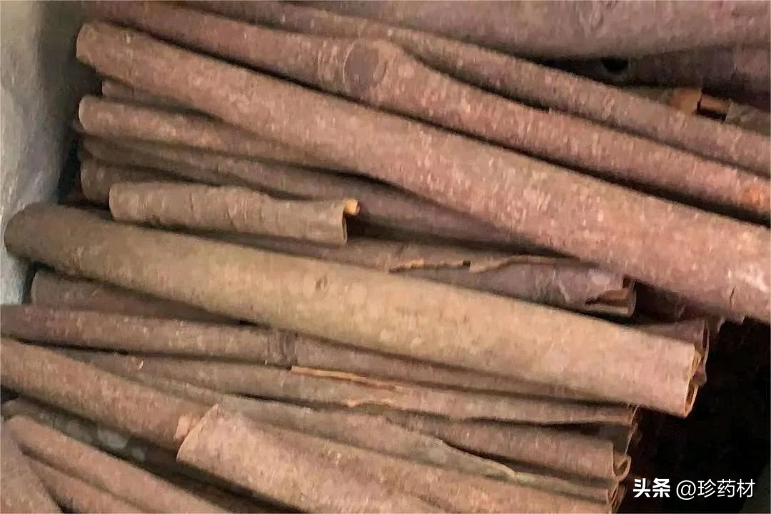 药材市场苍术最新价格行情,中药材市场快讯