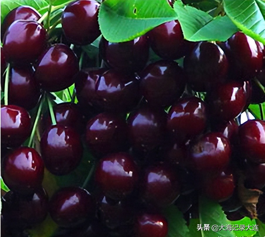 旅顺景点温泉,大连老铁山温泉攻略