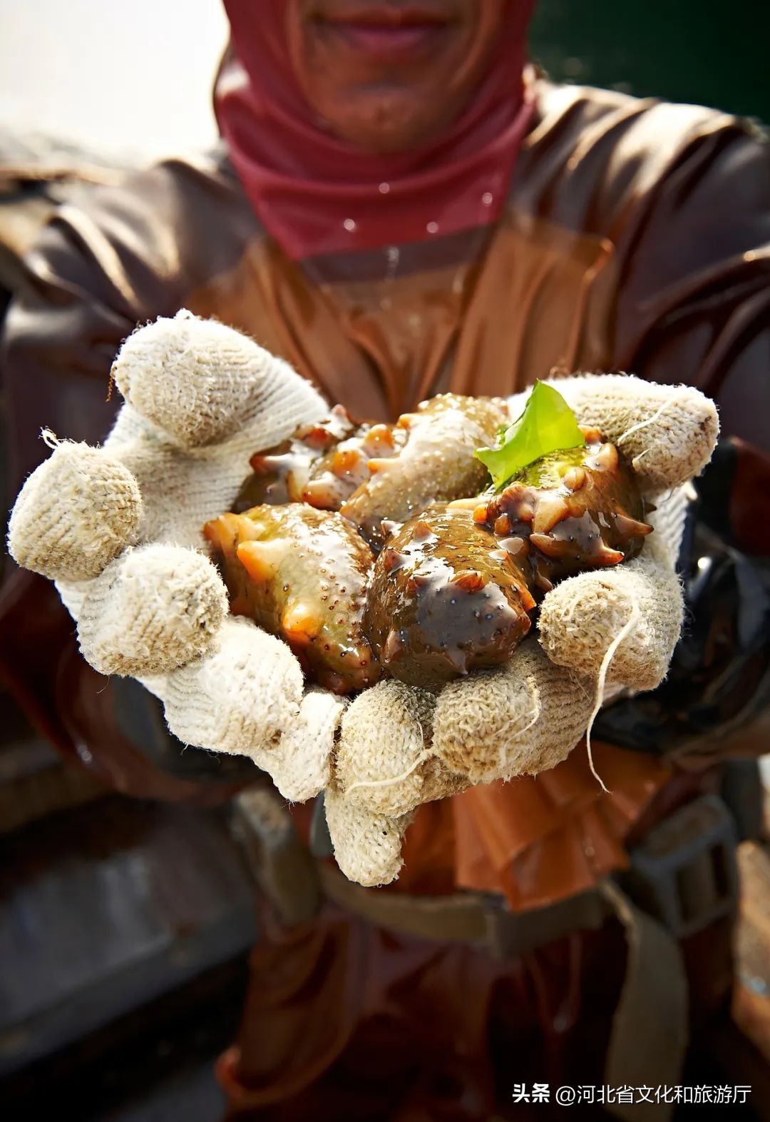 现在海鲜哪种最好吃,现在的海鲜哪个最好吃