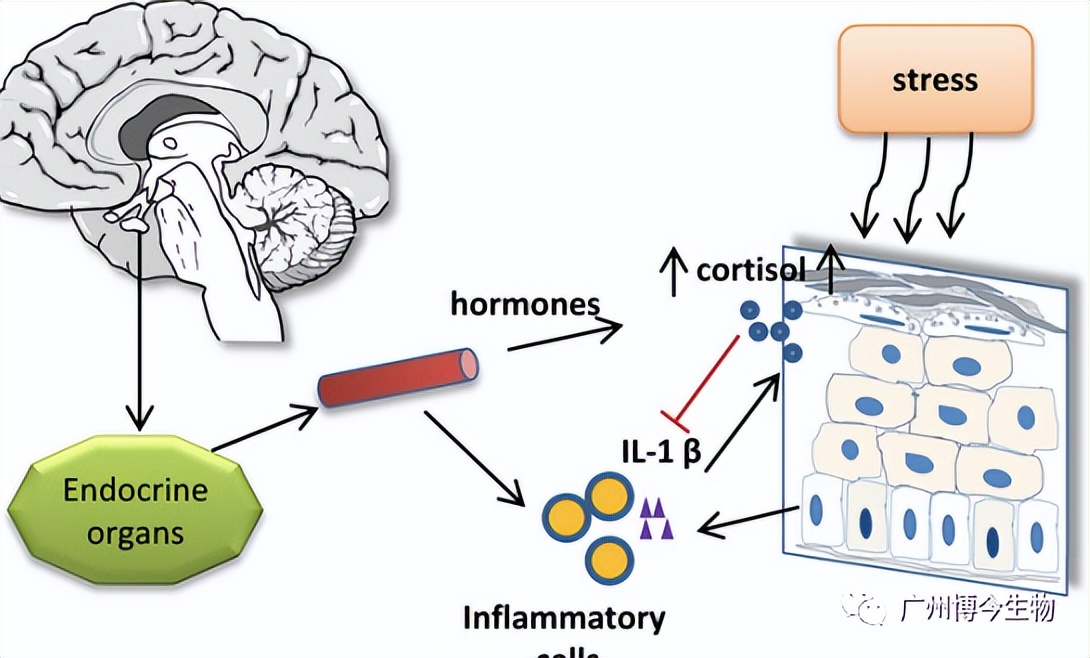 皮肤催老剂大揭秘，都帮你总结在这篇了