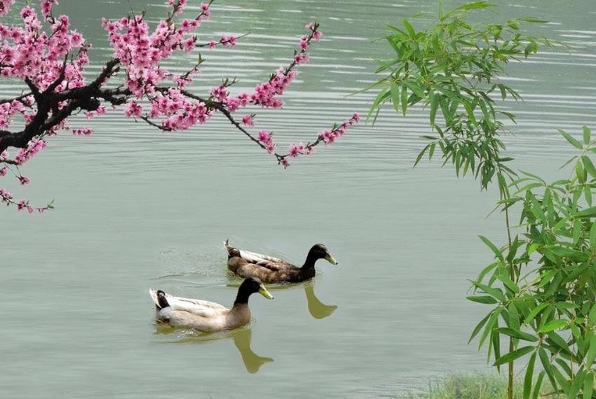 100首必背经典宋诗,经典宋诗精选100首