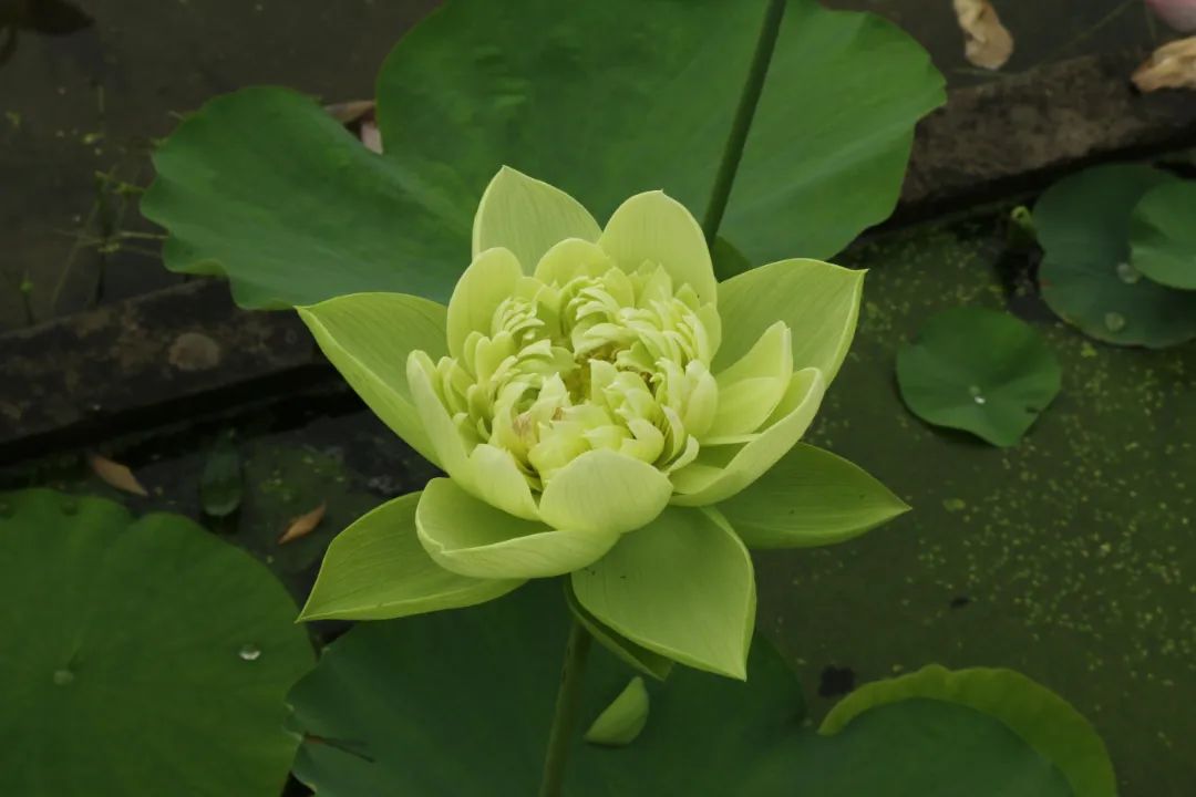 绝美的荷花品种大全图集,超好看荷花品种大型荷花