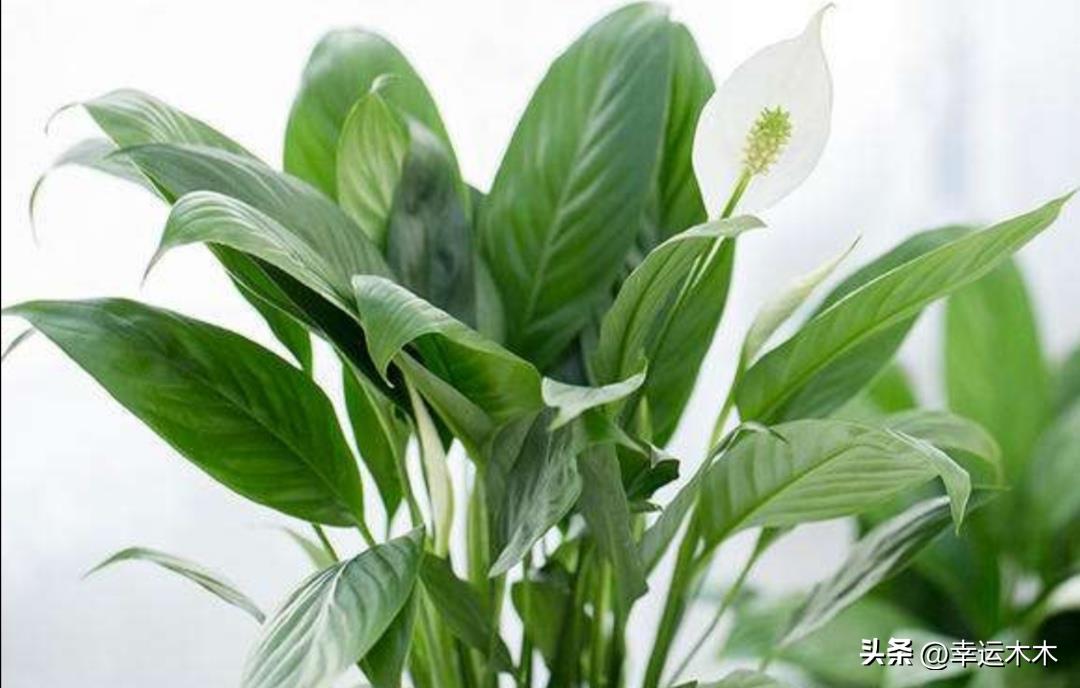 招财旺宅盆栽鸿运当头,绿植鸿运当头最宜摆放在什么位置