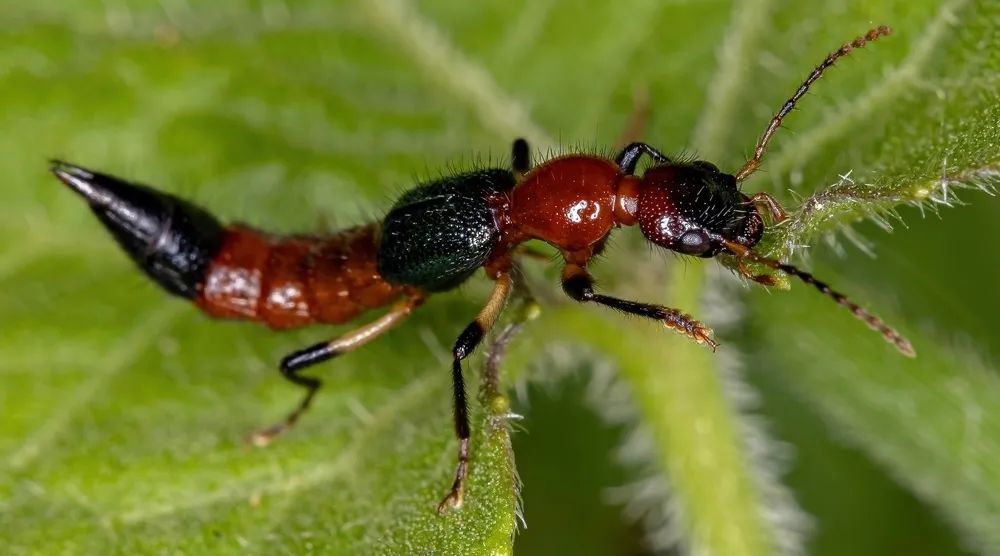 夏日带孩子户外活动当心这种虫,暑期带娃小心毒虫
