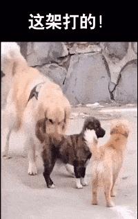 虽然我不会去纹身，但这些纹身确实有点意思：把肢体变成尺子