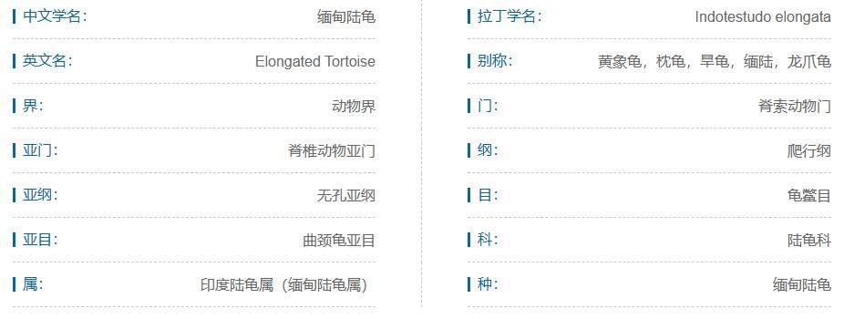 素食宠物食品,素食宠物零食有哪些品种