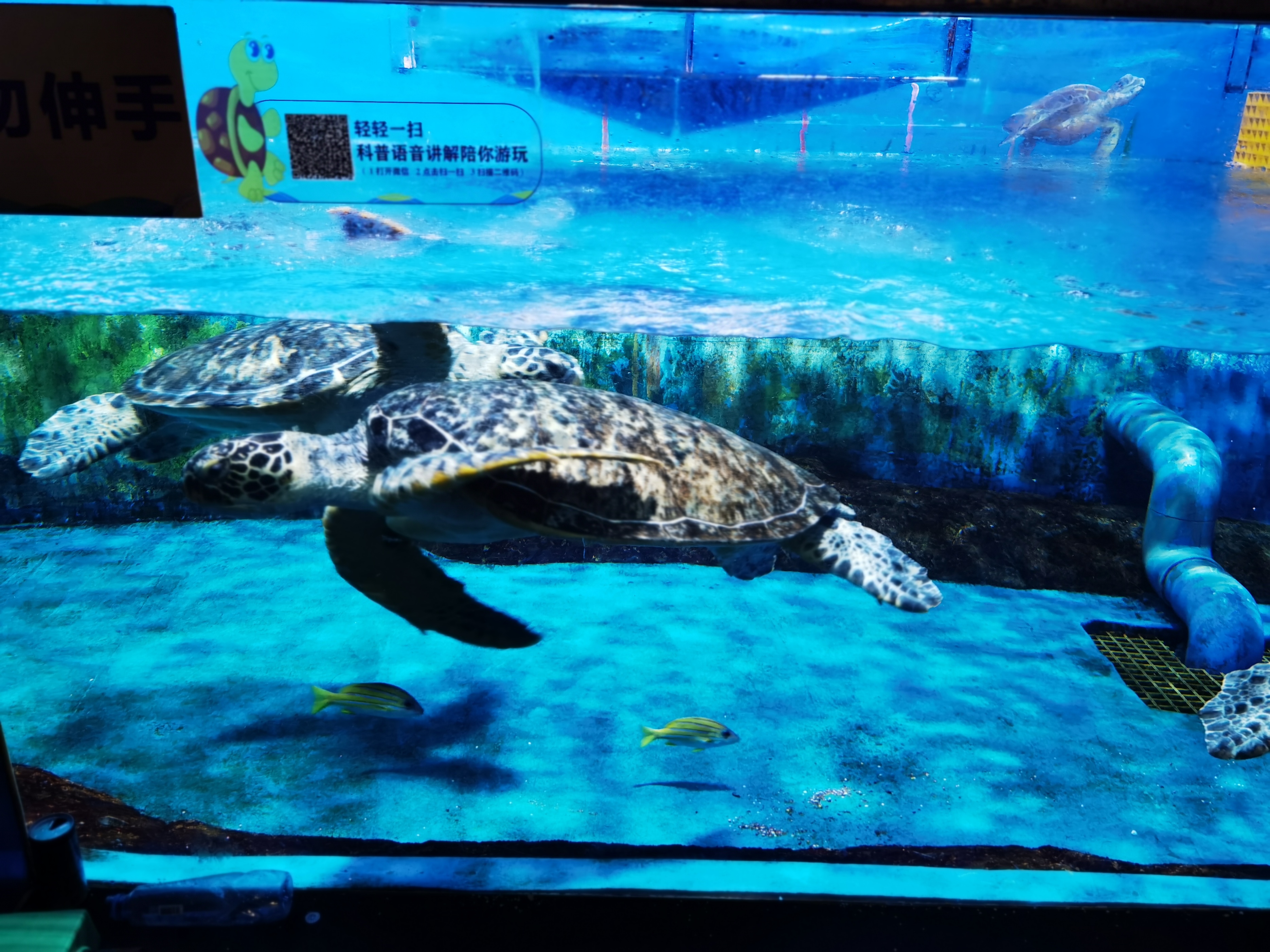 寿光极地海洋游记,五一寿光海洋极地世界