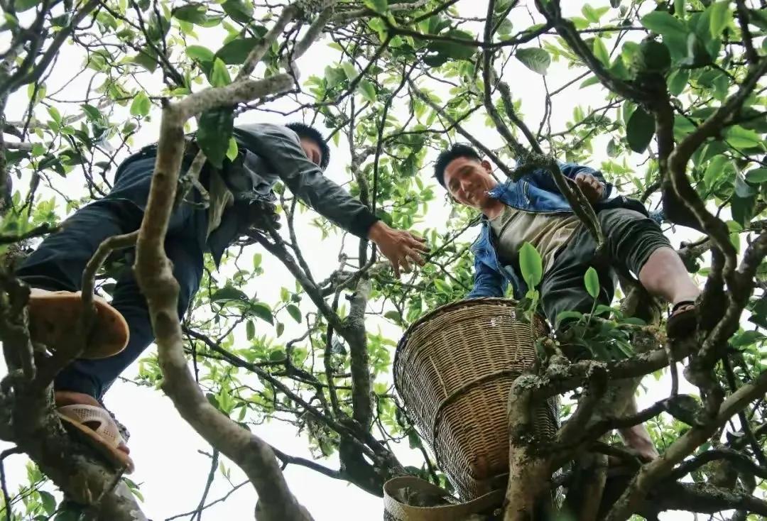 云南十大顶级茶叶品种,云南这四款茶喝过的都是骨灰级