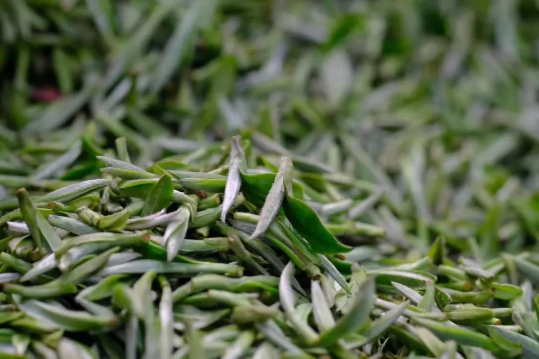 六种茶入门基础知识,六大茶类的所有基础知识都全了